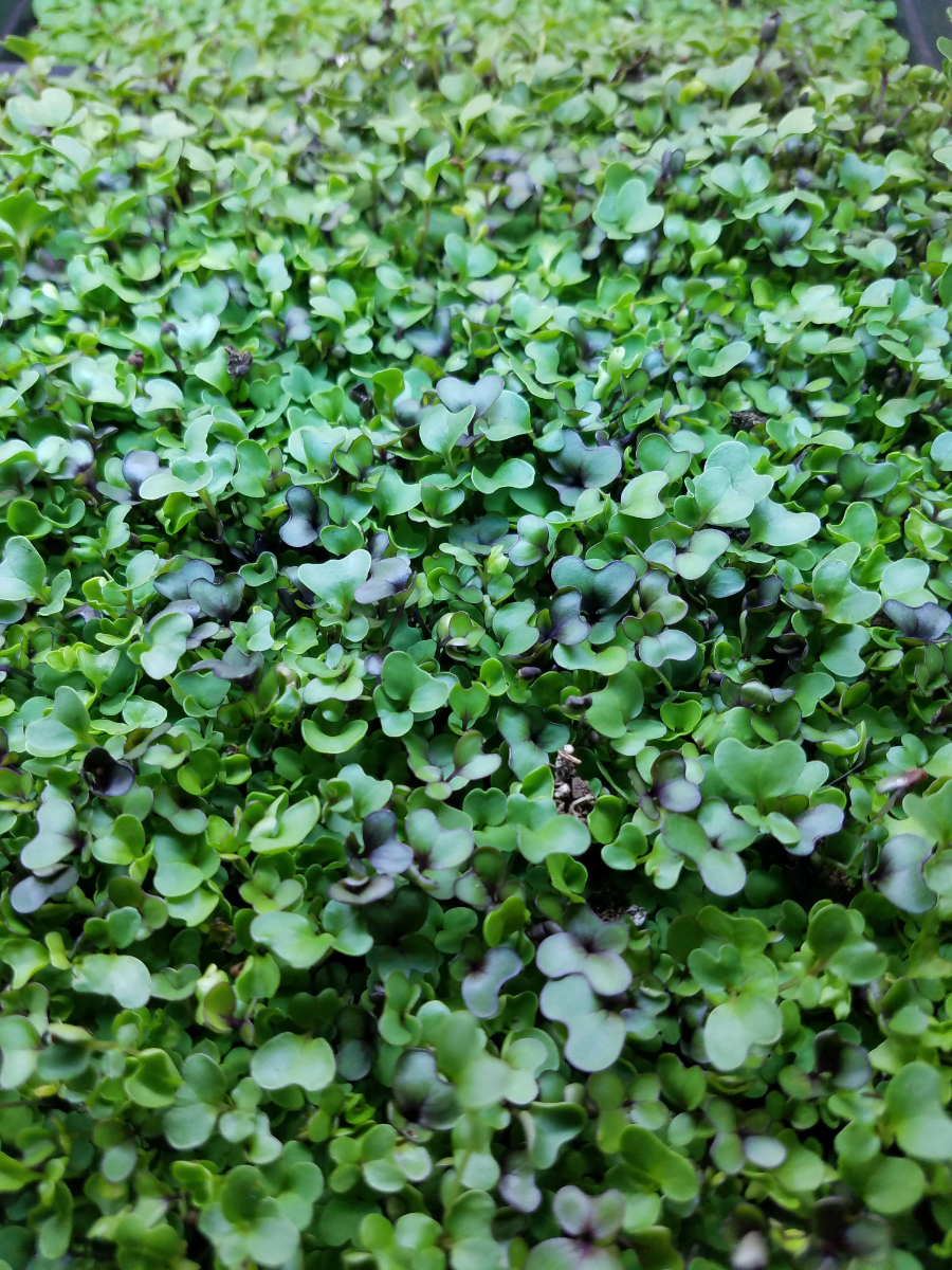 salad-mix-microgreens-one-ounce